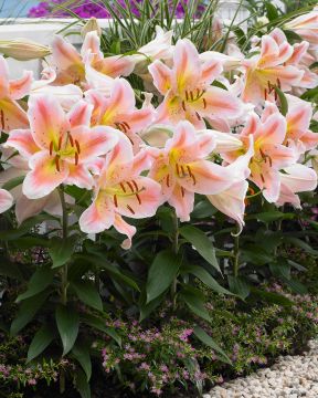 Koralliparatiisi-perennapenkki 27 kpl