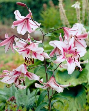 Puulilja Anastasia 5 kpl