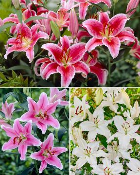 Oriental-lilja mix 30 kpl