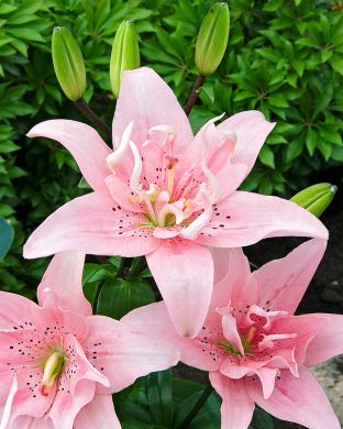 Kerrattu värililja Elodie 3 kpl