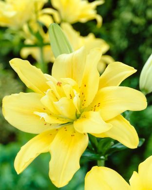 Kerrattu värililja Fata Morgana 3 kpl