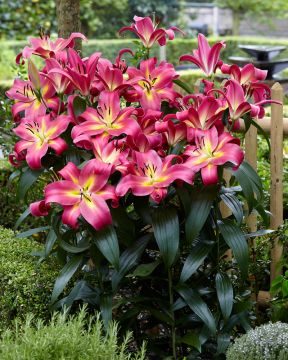 Puulilja Empoli 3 kpl