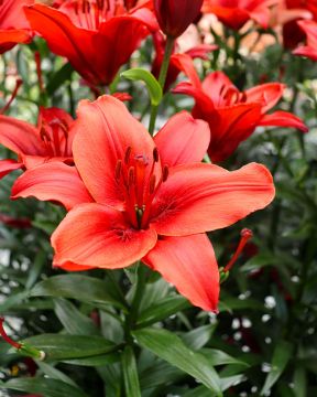 Värililja Red Highland 10 kpl