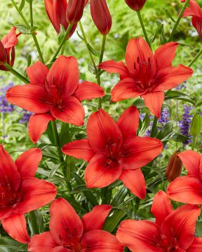 Värililja mix 30 kpl