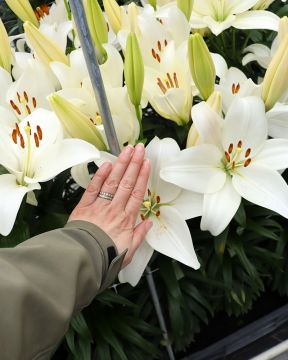 Värililja Kent 10 kpl