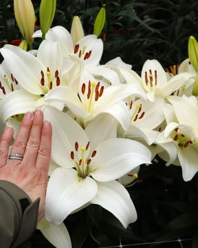 Värililja Kent 10 kpl