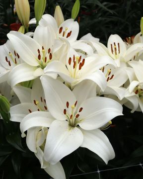 Värililja Kent 10 kpl