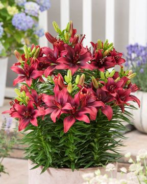 Matalat liljat mix 30 kpl