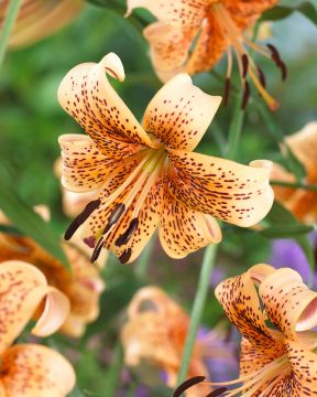 Tiikerililja mix 15 kpl