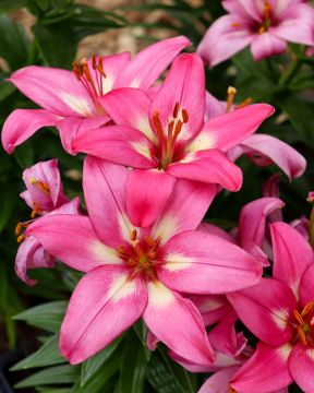 Matala värililja Rozalynn 10 kpl