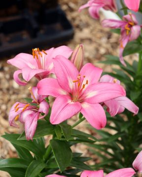 Matala värililja Rozalynn 10 kpl