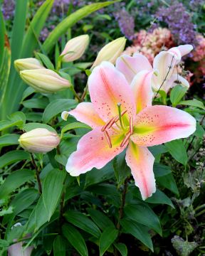 Matala Oriental-lilja Salmon Party 5 kpl