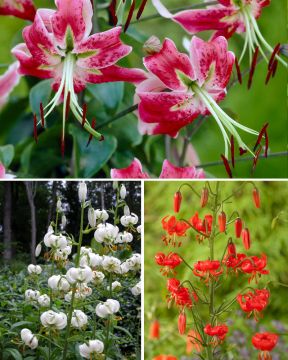 Pörriäisten liljasuosikit 11 kpl