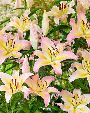 Oriental-lilja Hocus Pocus 5 kpl