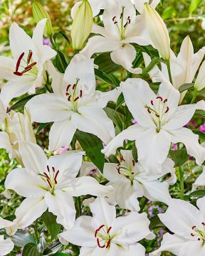 Oriental-lilja mix 15 kpl