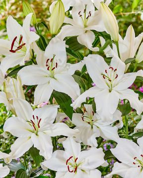 Oriental-lilja mix 30 kpl