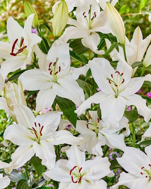 Oriental-lilja Snowy Mountain 5 kpl