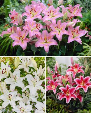 Oriental-lilja mix 15 kpl