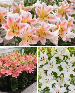 Roosan hehkua -liljalajitelma 25 kpl