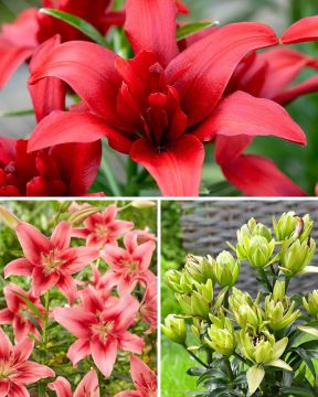 Särmikäs liljalajitelma 15 kpl