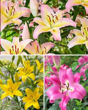 Kevätkimara-liljalajitelma 20 kpl