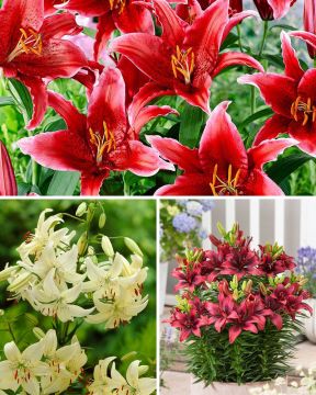 Kesäjuhla-liljalajitelma 20 kpl