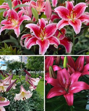 Liljaunelma-lajitelma 25 kpl