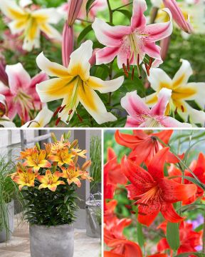 Liljakaruselli-lajitelma 21 kpl