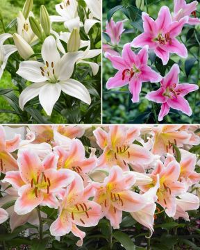 Hurmaavat-lilja mix 25 kpl