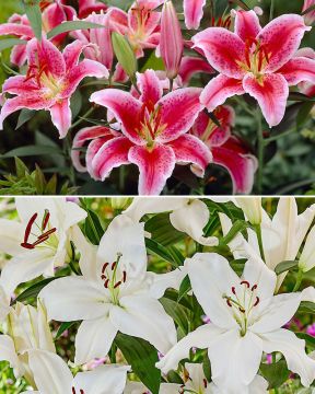 Kesän tuoksu -lilja mix 20 kpl