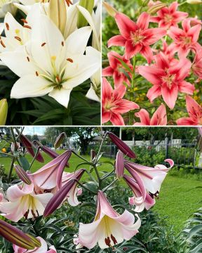 Liljakarkelot mix 20 kpl