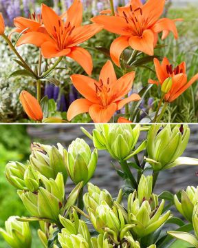 Mystinen kesälilja mix 15 kpl