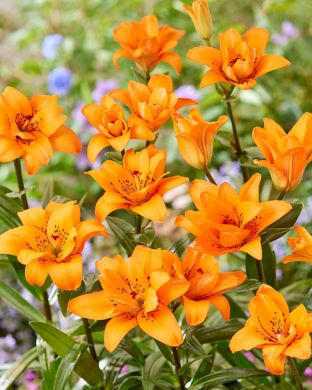 Kerrattu värililja Double Princess 10 kpl