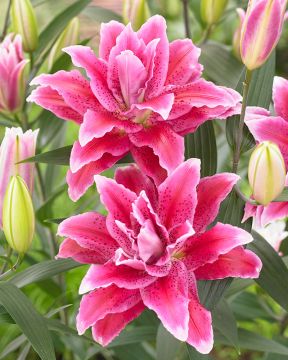 Ruusulilja Doria 5 kpl