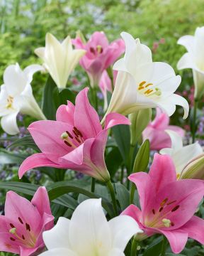 Valkolilja mix 6 kpl