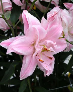 Kerrattu Oriental-lilja Lotus Queen 5 kpl