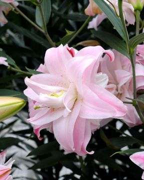 Kerrattu Oriental-lilja Lotus Queen 5 kpl