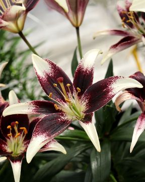 Värililja Netty´s Pride 5 kpl