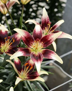 Värililja Netty´s Pride 5 kpl