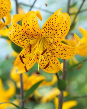 Tiikerililja Leichtlinii 5 kpl