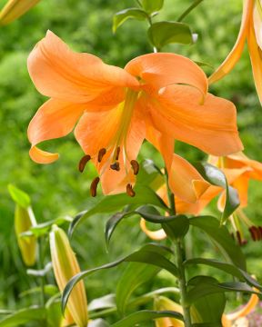 Puulilja Orange Space 3 kpl