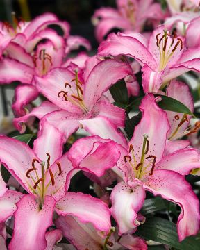 Oriental-lilja Brasilia 10 kpl