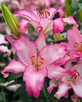 Oriental-lilja Brasilia 10 kpl