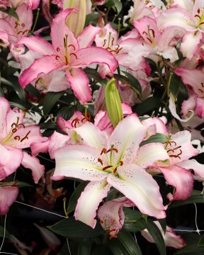 Oriental-lilja Brasilia 10 kpl