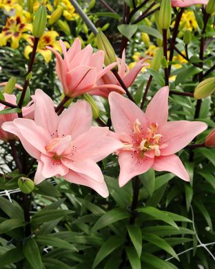 Kerrattu värililja Elodie 3 kpl