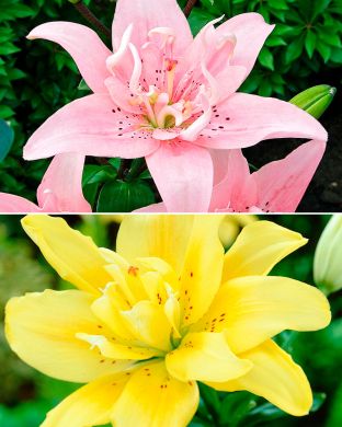 Kerrattu värililja mix 6 kpl