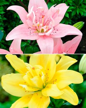 Kerrattu värililja mix 6 kpl