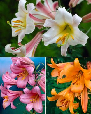 Kuningaslilja mix 15 kpl