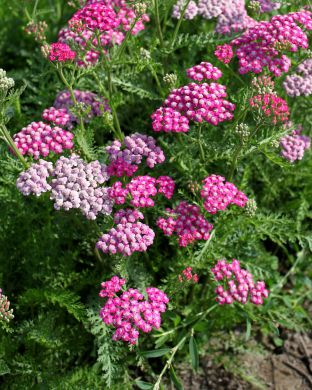 Punakärsämö Summerwine 5 kpl