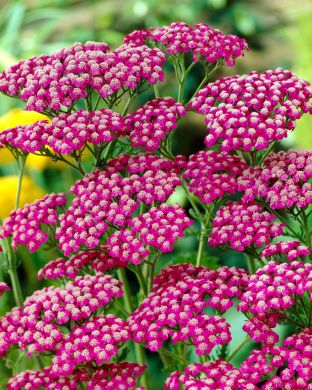 Punakärsämö Summerwine 5 kpl